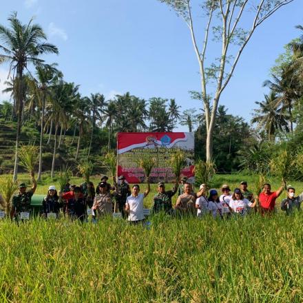 Desa Sidan Panen Perdana Padi Organik Varietas Jepang Bersama Kodim dan Polsek Gianyar